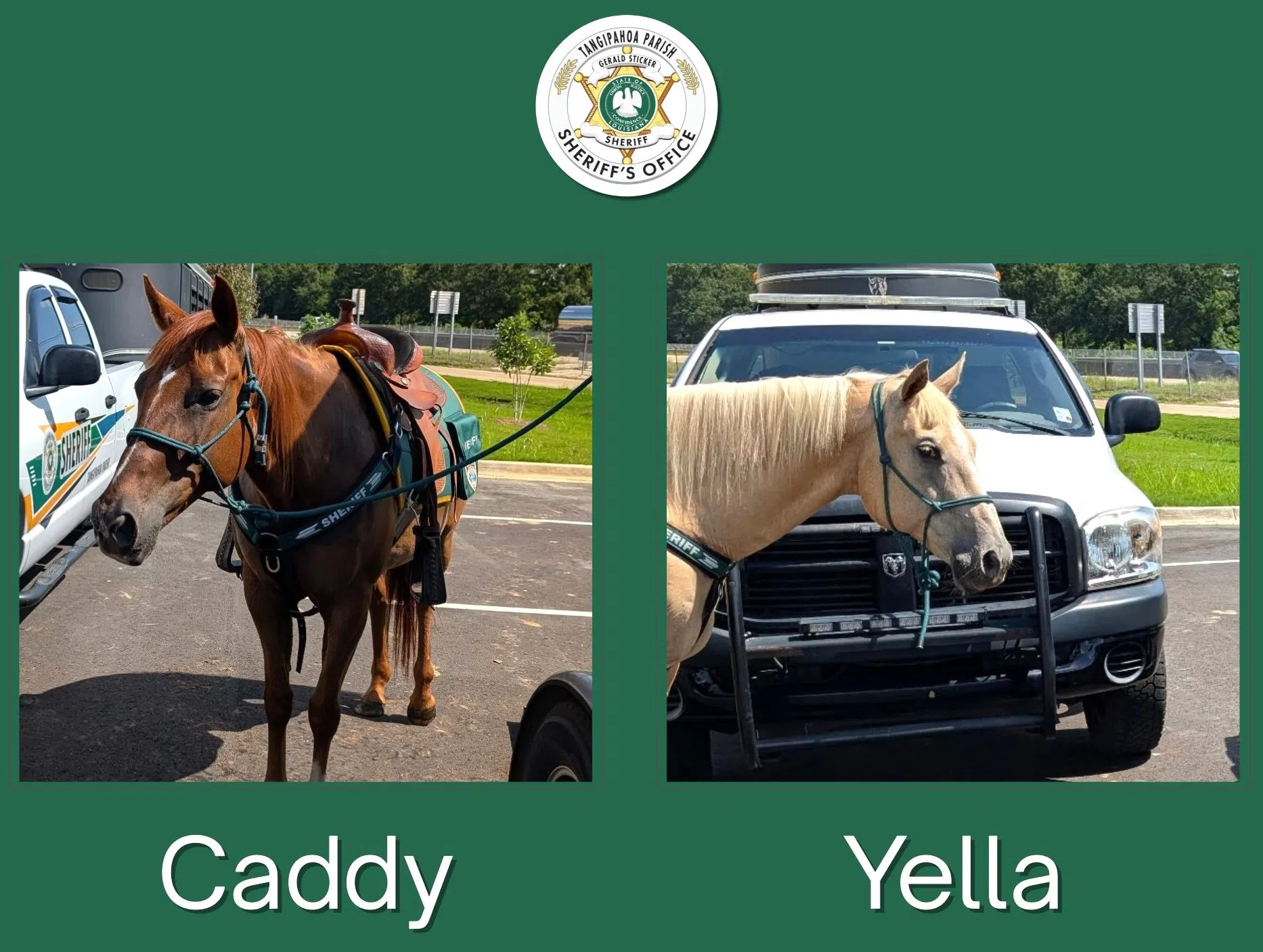 Not Horsing Around: Tangipahoa Sheriff’s Office Mounted Division apprehends shoplifter in Ponchatoula at store grand opening