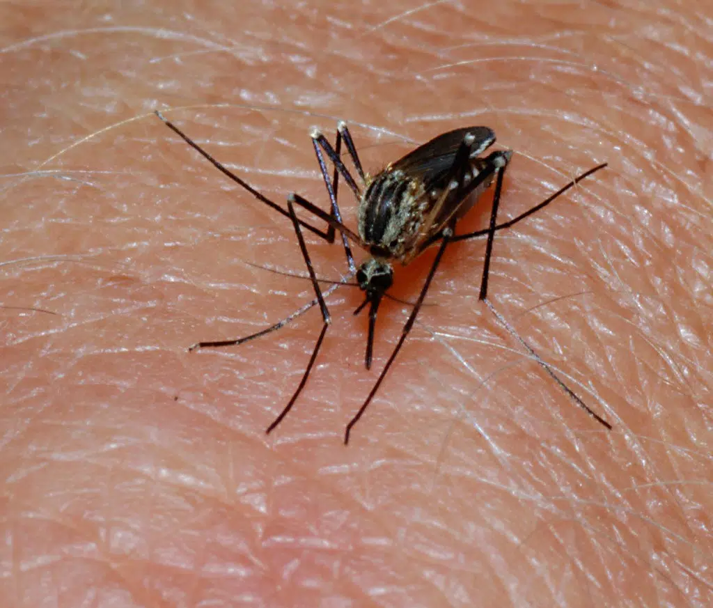 Cases of West Nile Virus in Louisiana beginning to increase with the arrival of summer