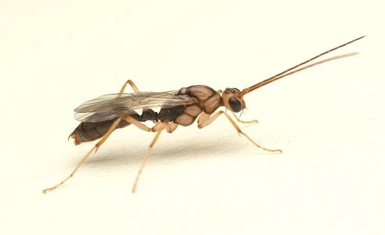 Invasive Asian needle ant, native to Japan and China, detected in East Baton Rouge Parish