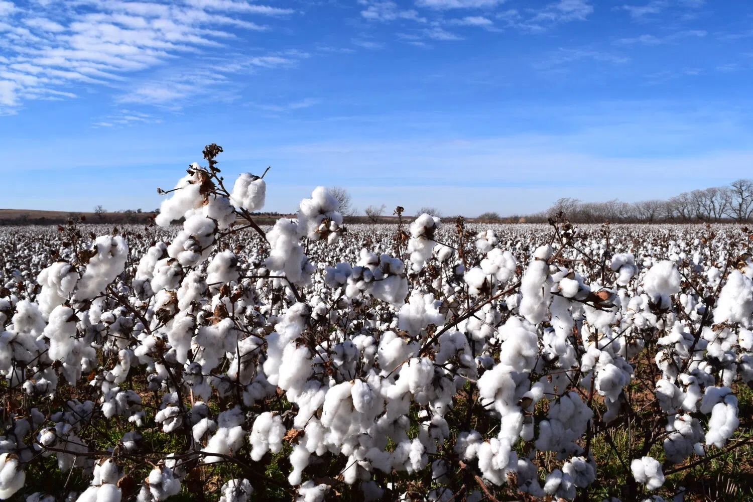 After decades of rule, cotton is dethroned by soybeans as Louisiana’s top crop