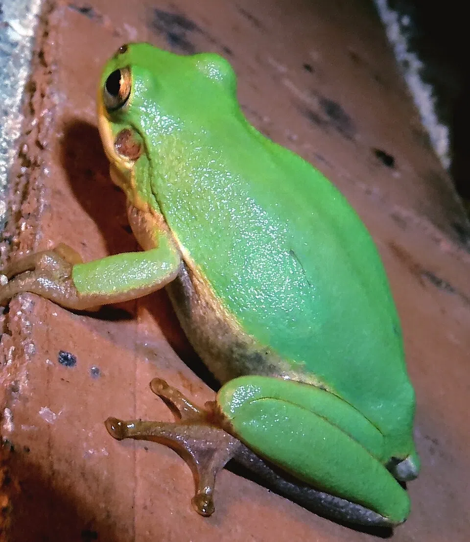 New Louisiana law allows hunters to carry firearms while hunting frogs at night