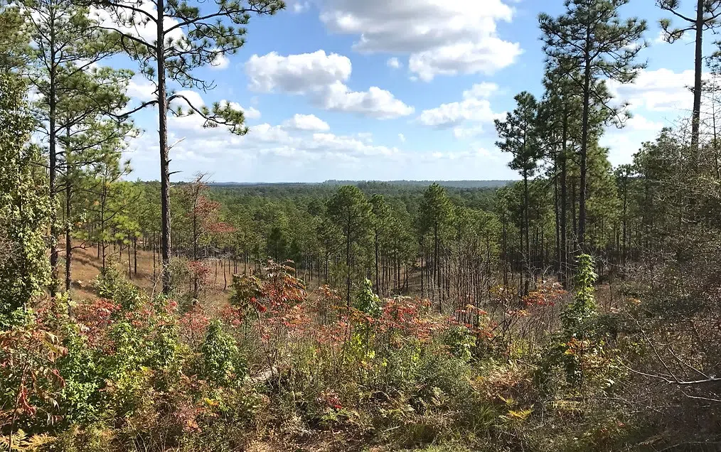 Firefighters continue to battle wildfires in the Kisatchie Hills Wilderness Area in Natchitoches Parish