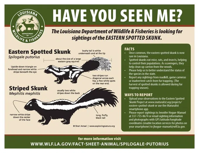 LDWF: Send us a photo of the eastern spotted skunk if you see one