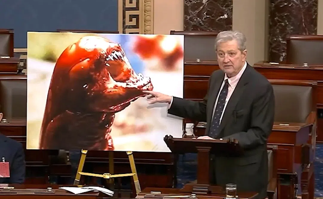 Louisiana Senator John Kennedy makes bold claim that eating radioactive foreign shrimp can turn you into an “Alien”