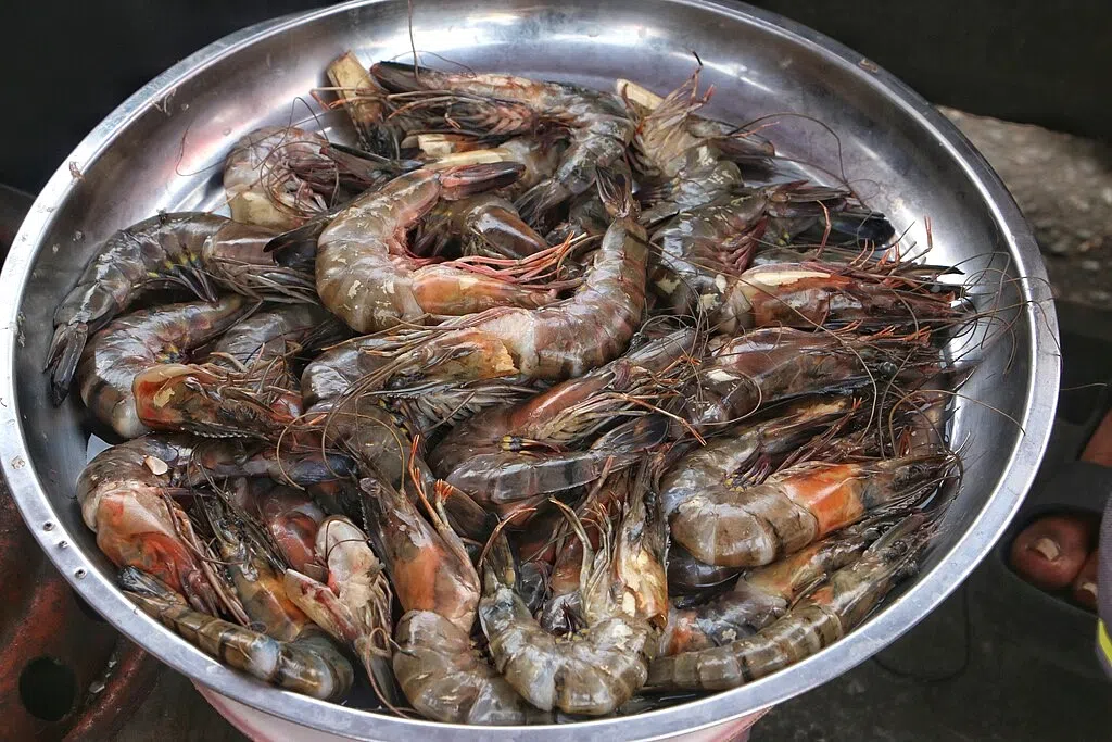 Rep. Clay Higgins urges President Trump to halt all shrimp imports, citing potential health threats
