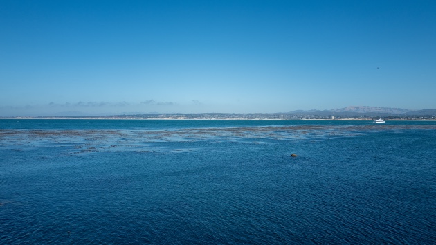 Swimmer missing after possible shark attack in California, search ongoing