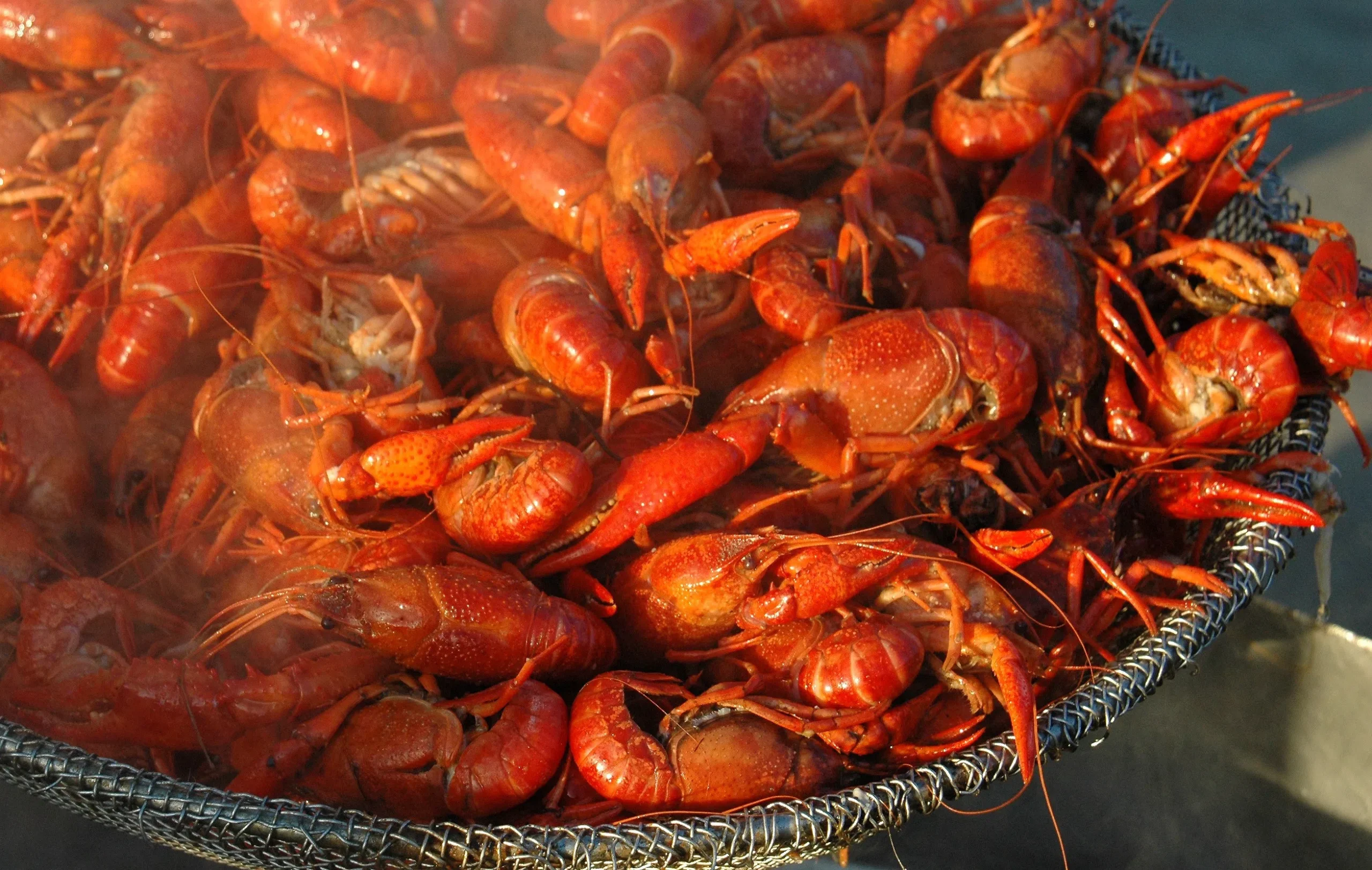 Outlook is positive for 2026 Louisiana crawfish season, according to LSU AgCenter expert