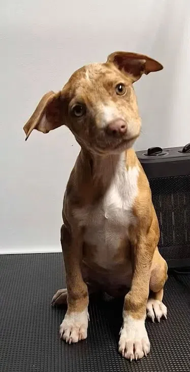 Oakdale Police rescue 8-week-old puppy trapped in a car trunk, arrest driver for animal cruelty