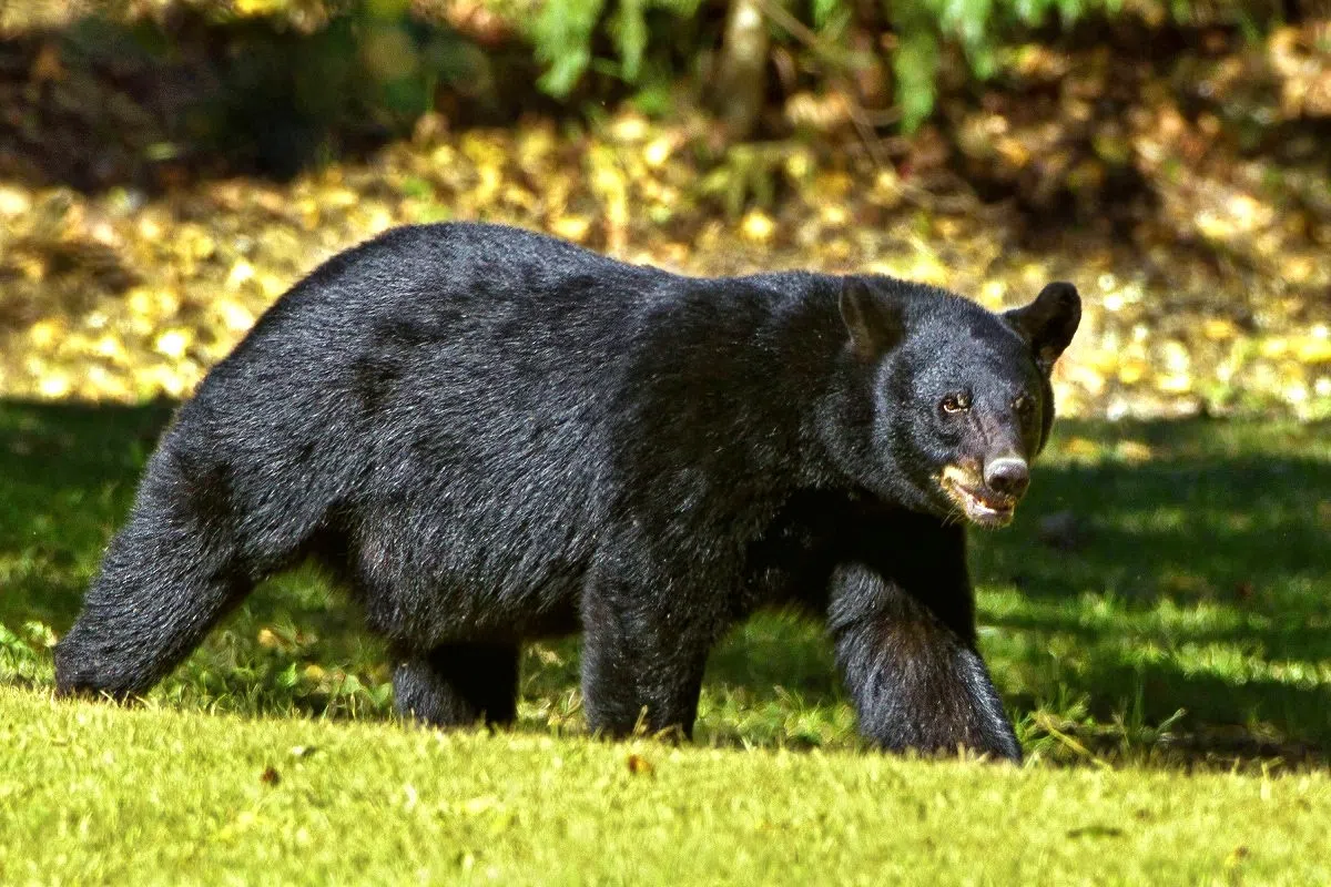 16 black bears harvested during LDWF legal bear lottery hunt