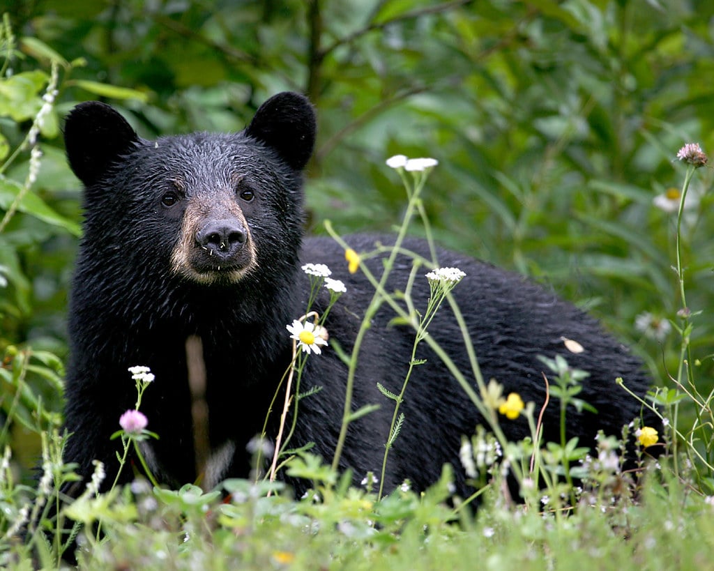 2026 black bear hunting areas expanded across Louisiana