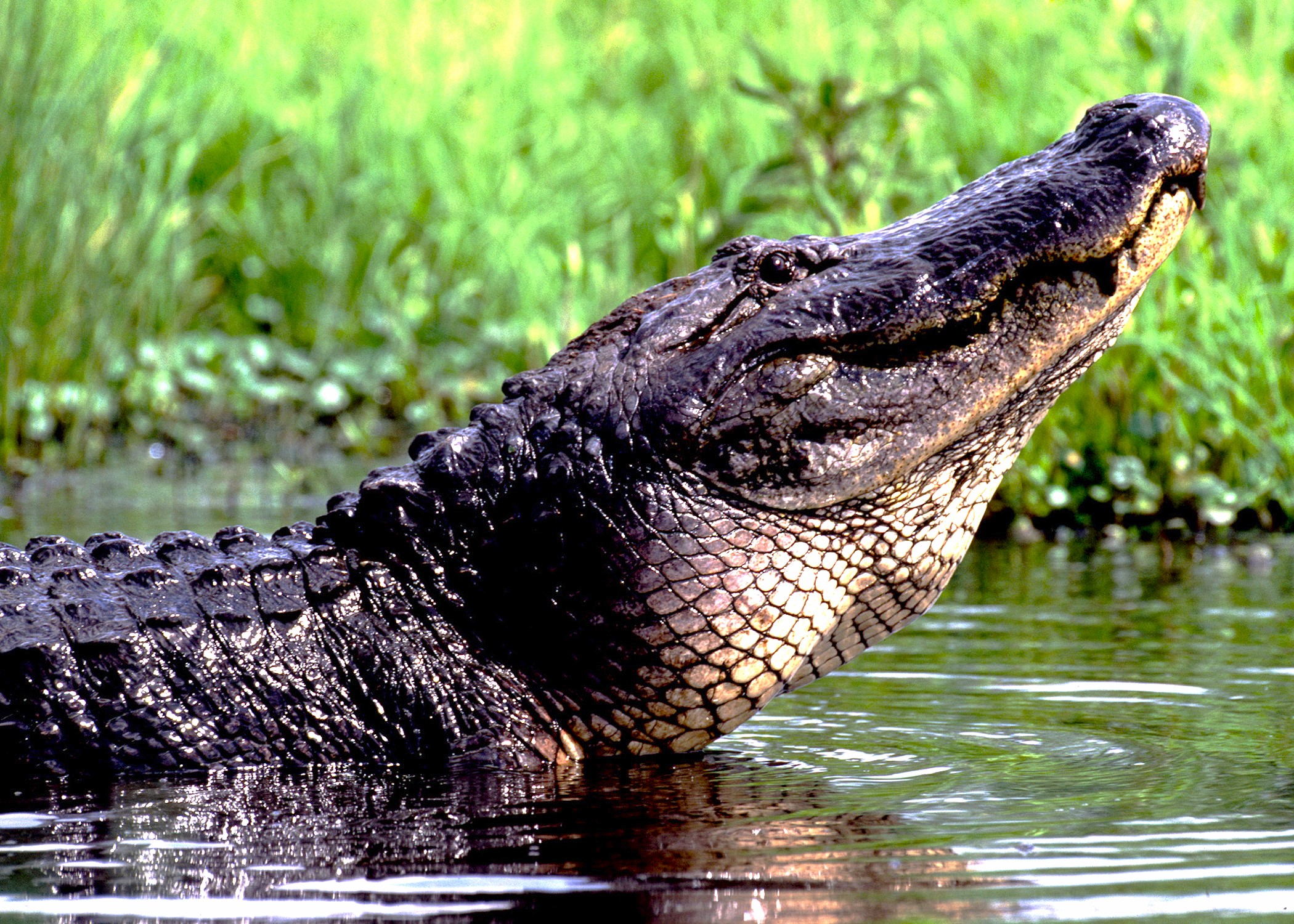 Legislation to create recreational alligator hunting season approved by Louisiana Senate, heads to House for review