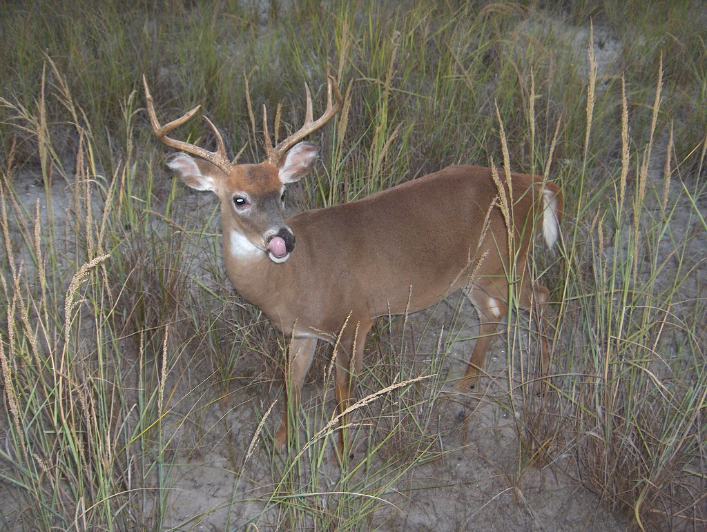 Louisiana House Natural Resources Committee advances resolution removing deer feeding bans in order to slow spread of chronic wasting disease