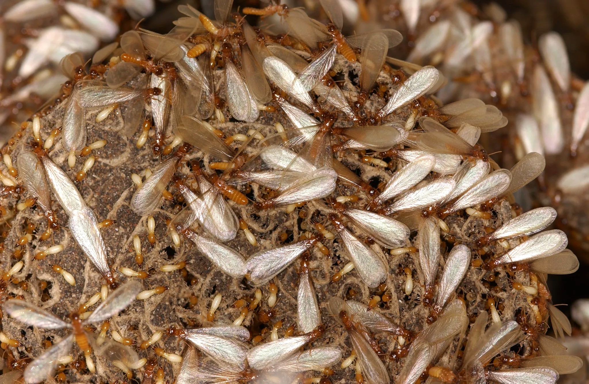 LSU AgCenter provides tips on how to protect homes in Louisiana from termites