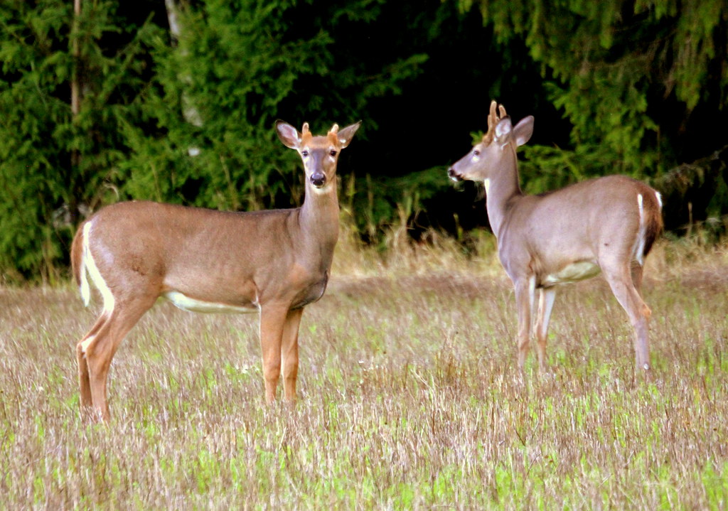 House Bill 1248, which protects Louisiana white-tailed deer, signed into law