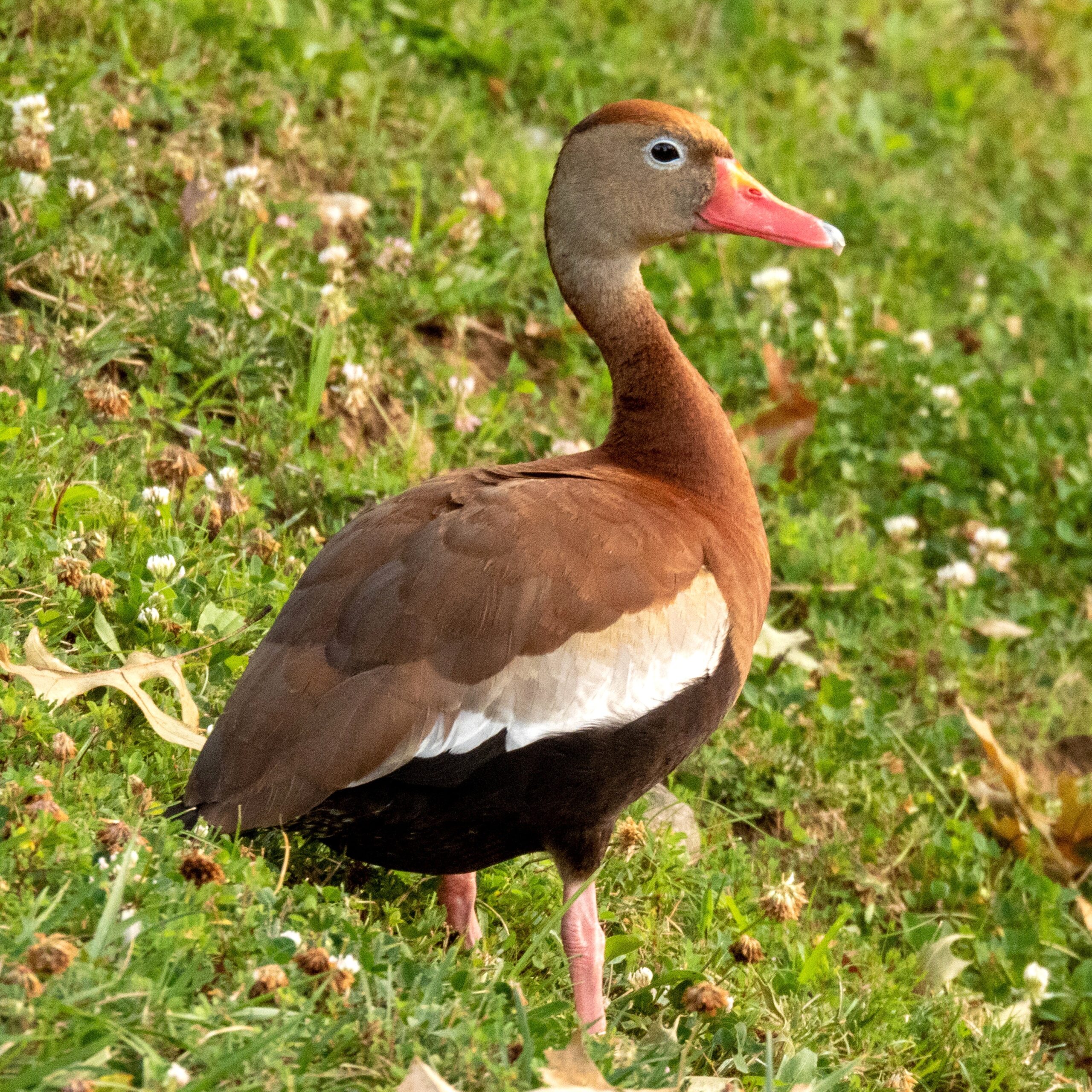 LDWF announces launch of an October black-bellied whistling duck hunting season