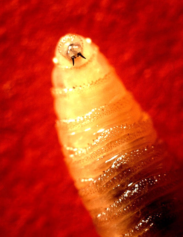 Recent rediscovery of New World screwworm leads to increase in beef prices