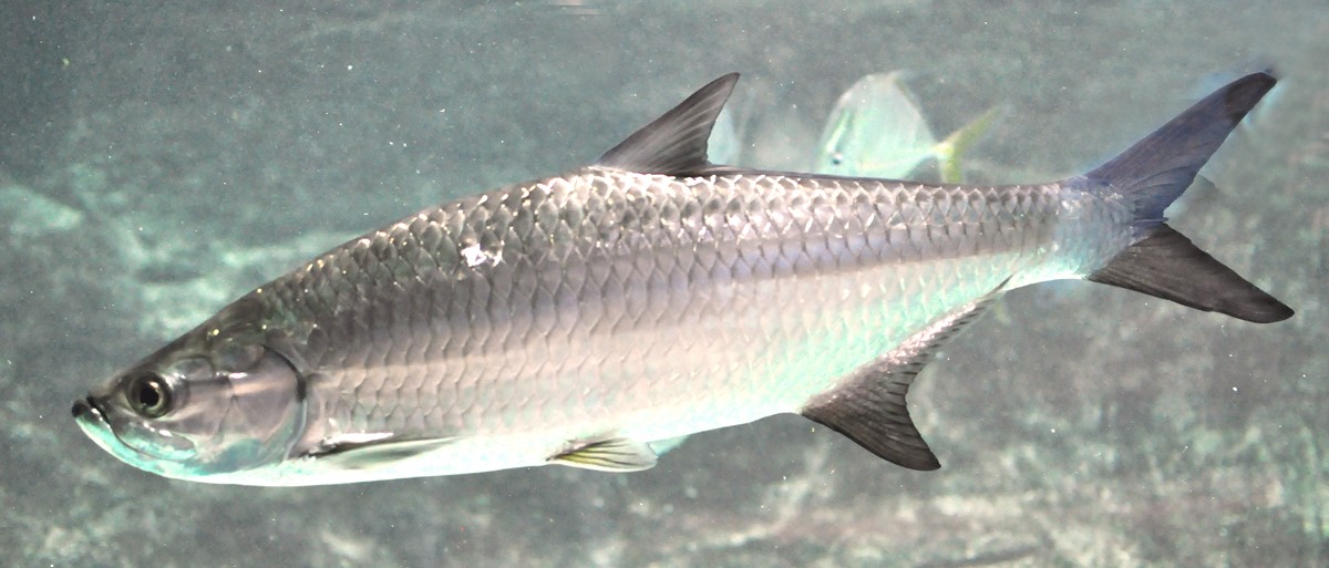 Governor Jeff Landry vetoes bill designating Atlantic tarpon as a recreational gamefish
