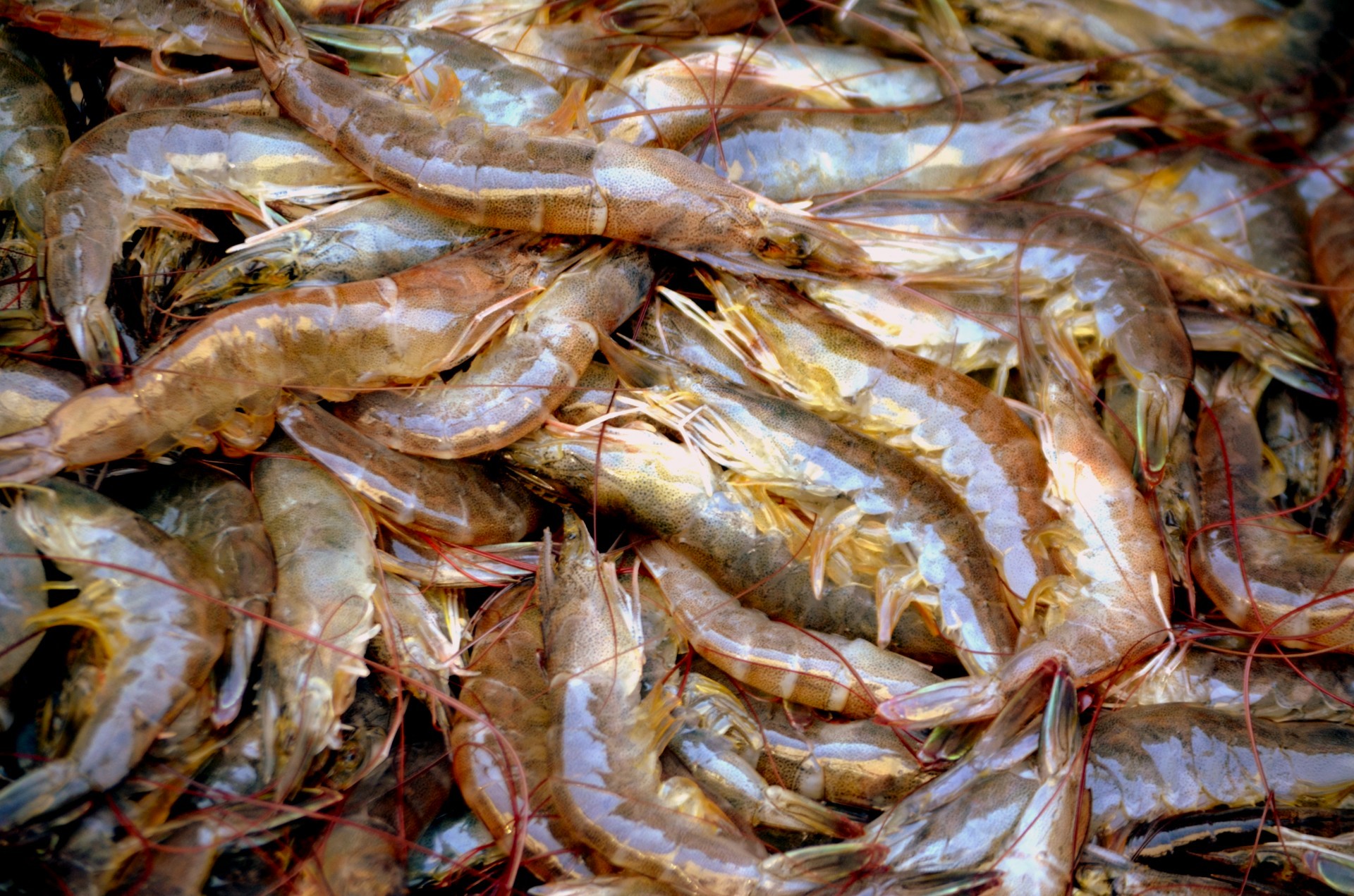 Audit reveals alarming increase in number of New Orleans restaurants serving imported shrimp