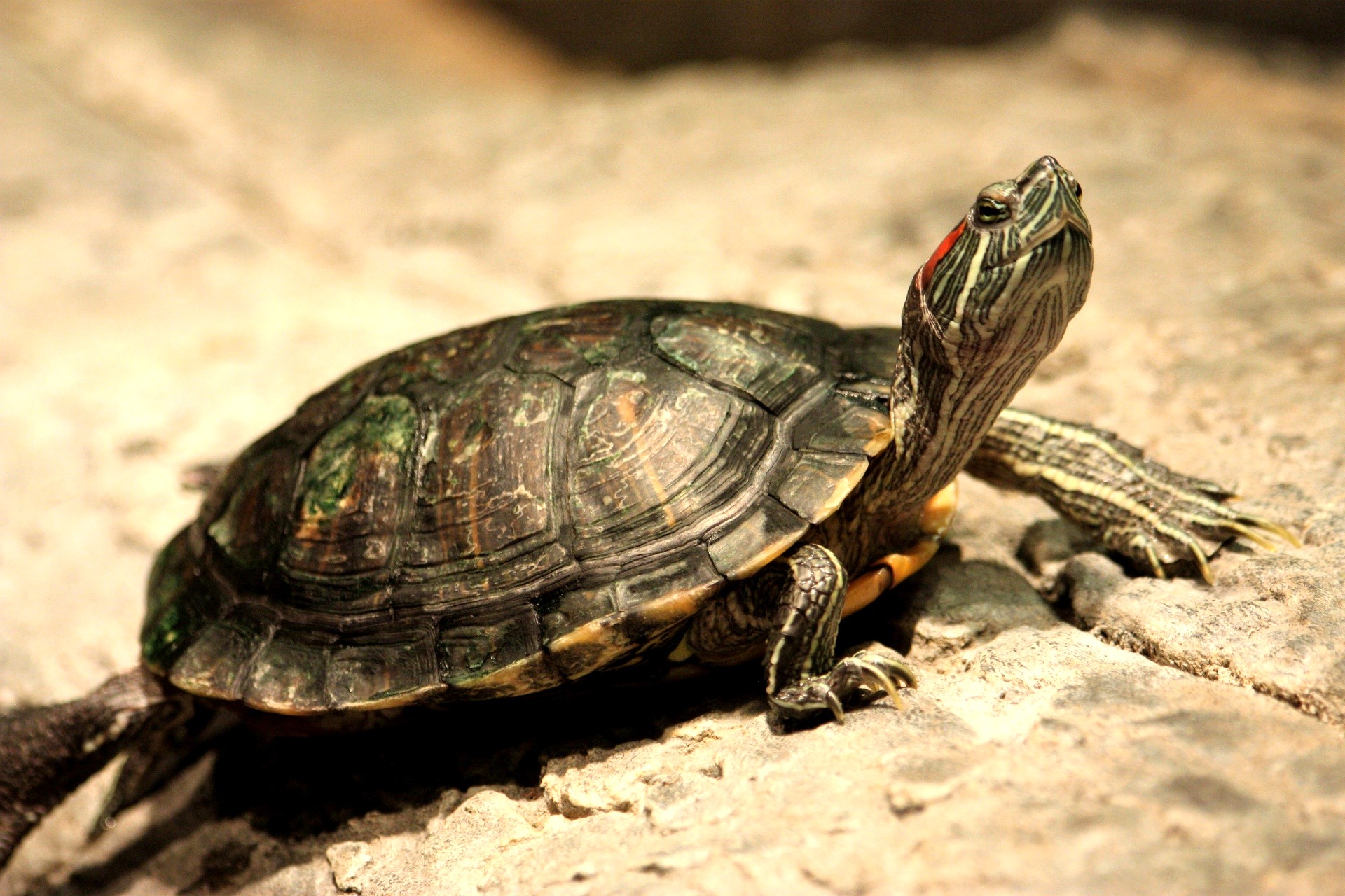 LDWF cites Eunice woman for allegedly selling turtles online