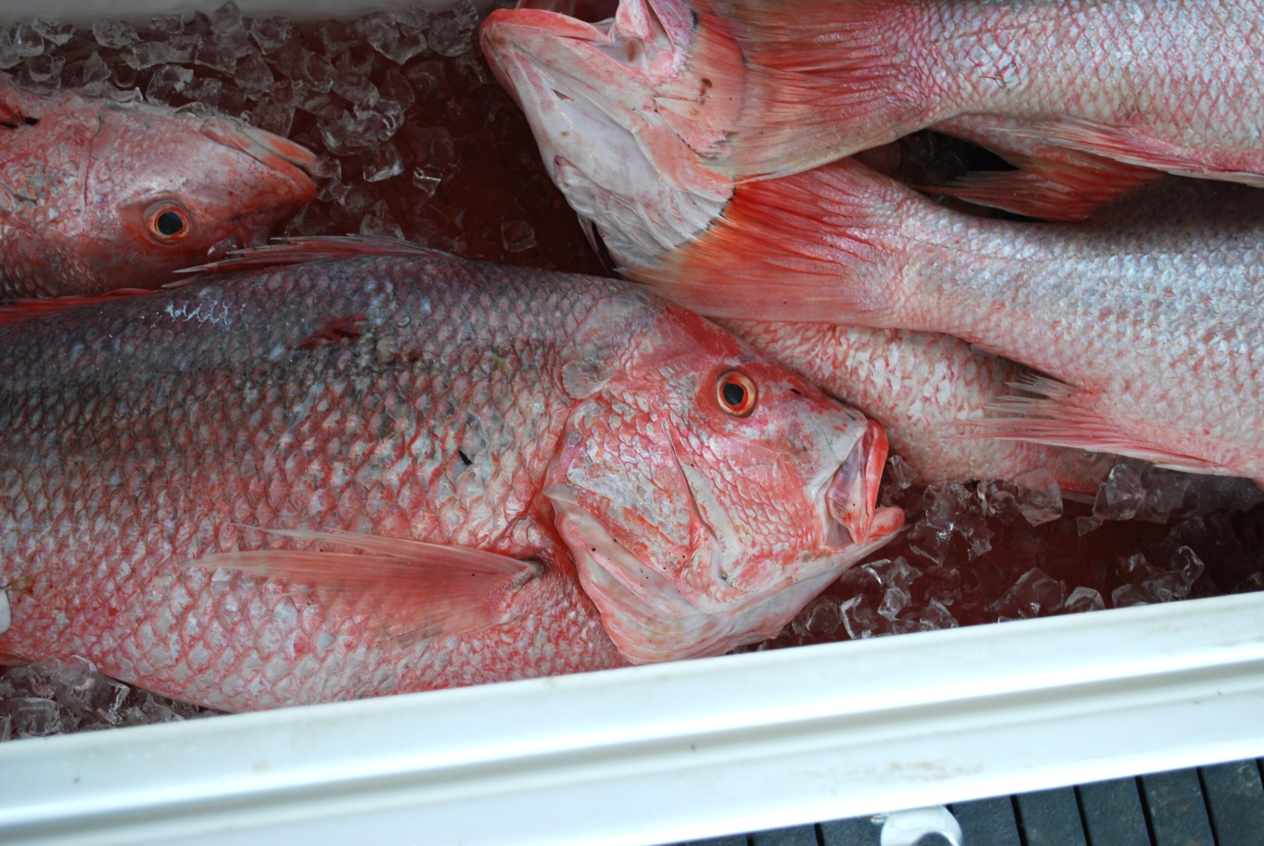 Red snapper bag limit to be increased for Fourth of July weekend