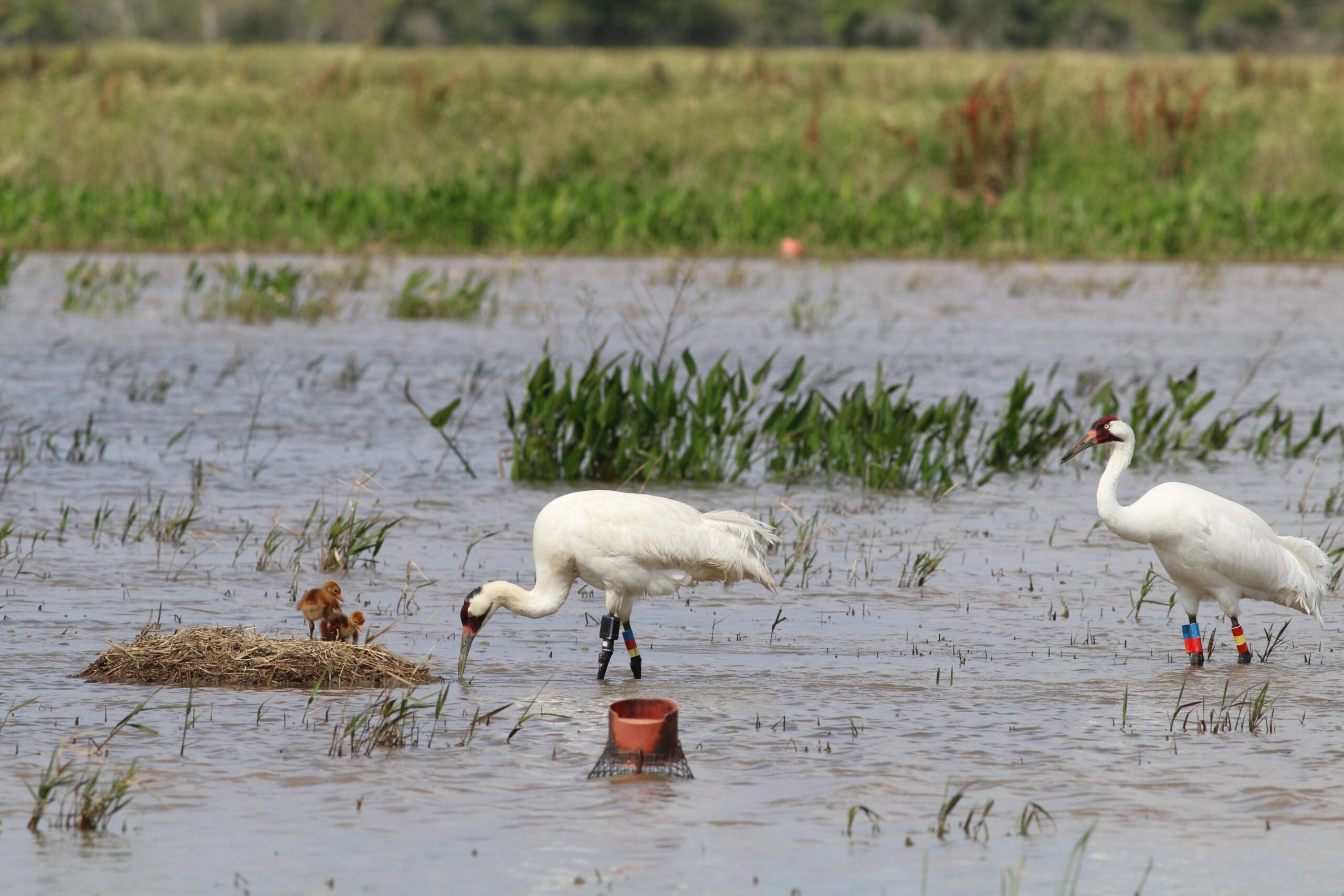 Endangered Louisiana bird has historic nesting season
