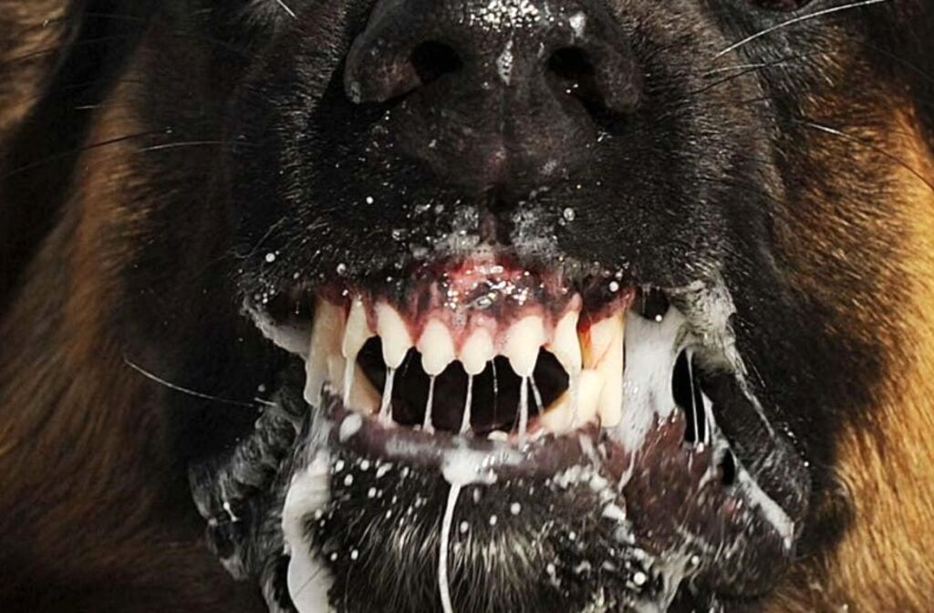 Department of Health confirms first case of canine rabies in Louisiana since 2014