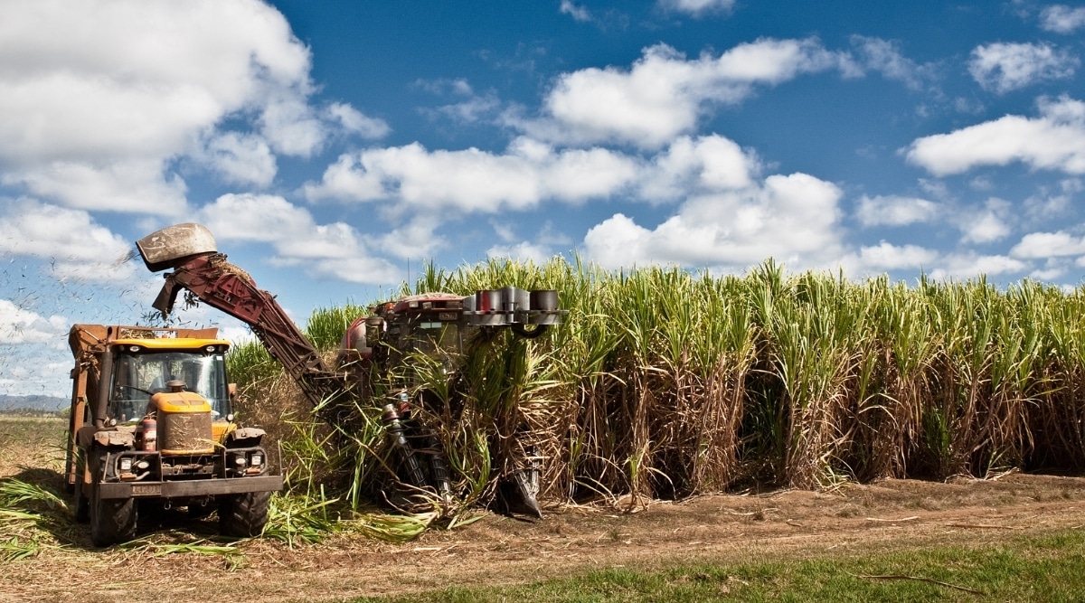 According to Agriculture Commissioner Dr. Mike Strain, 2026 Louisiana sugarcane harvesting season is going well